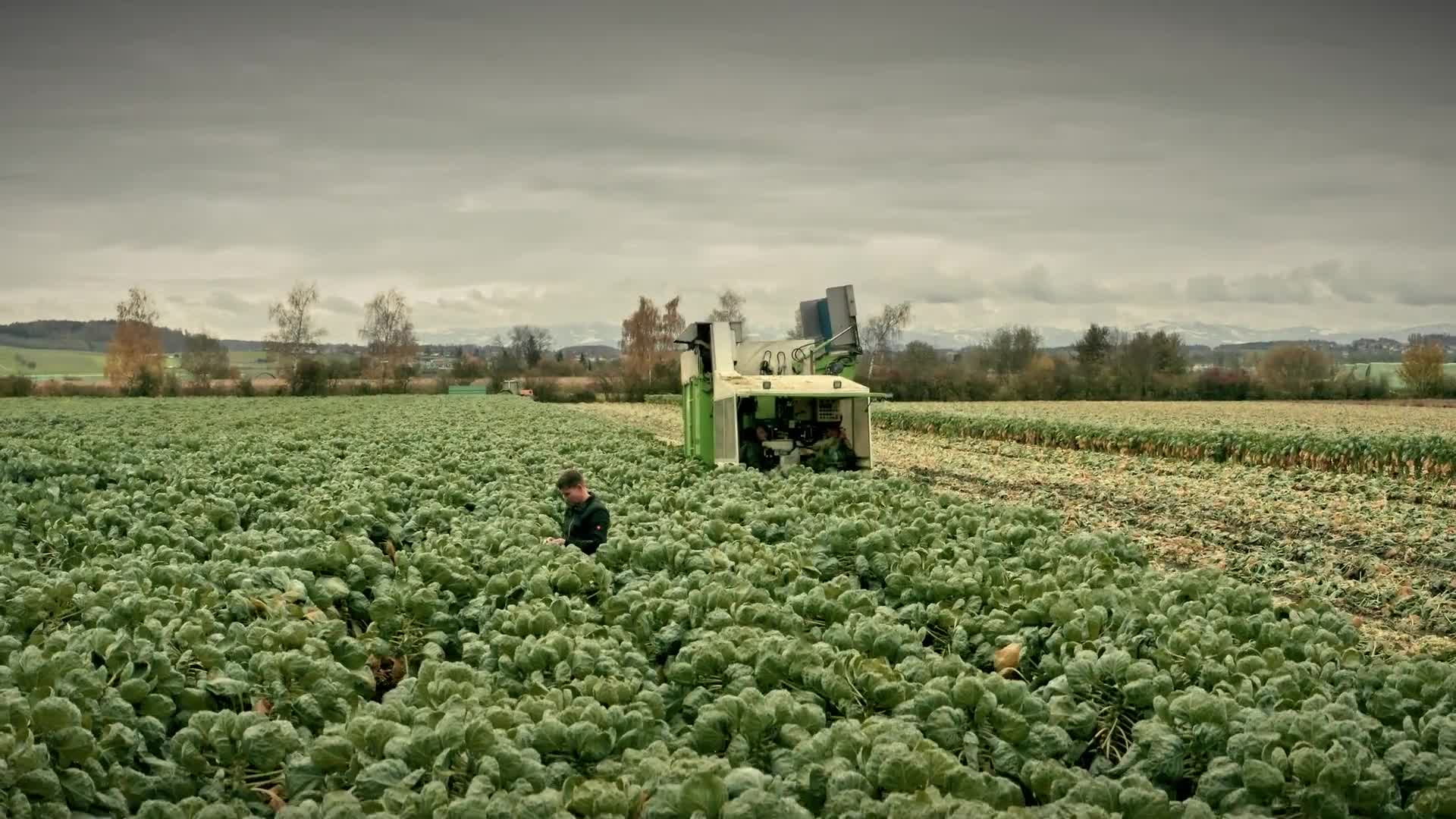 Ci vuole molta esperienza. Per verdure svizzere di qualità.