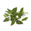 Pfefferminze