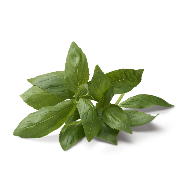 Basilico