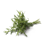 Estragon