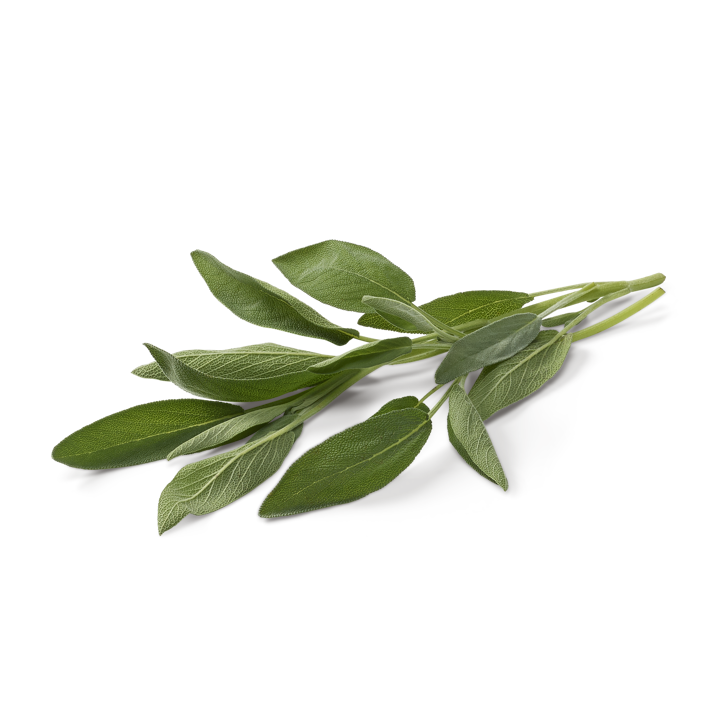 Salvia