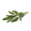 Salbei