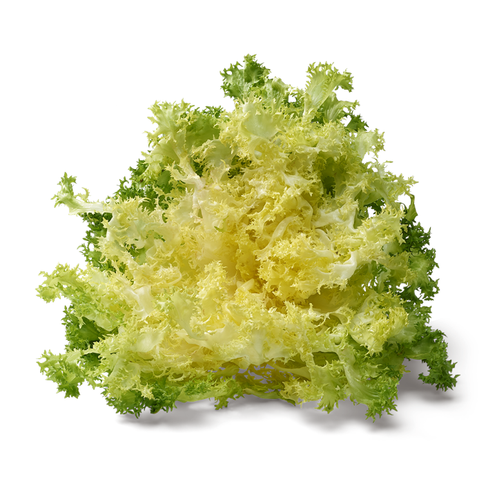 Chicorée lisse/frisée