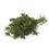 Bohnenkraut