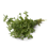 Majoran