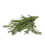 Rosmarin