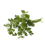 Koriander