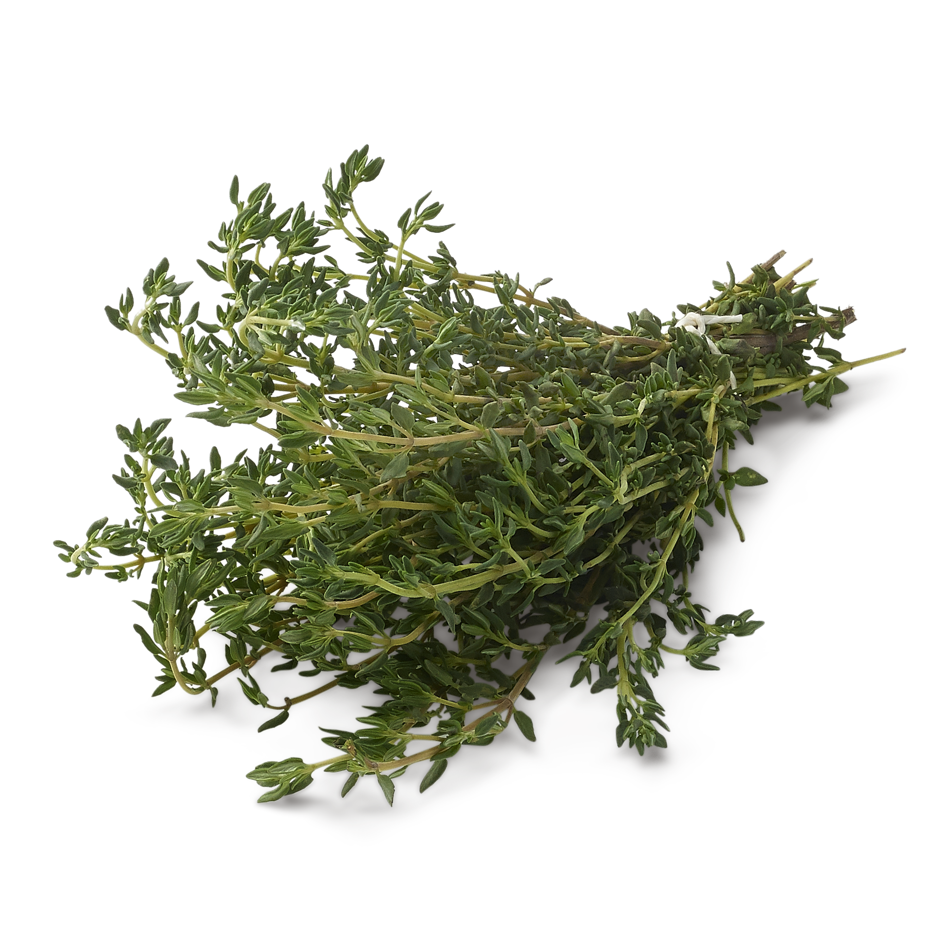 Thymian