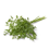 Kerbel