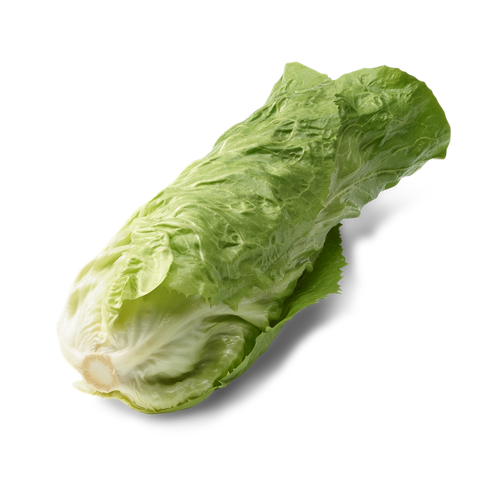 Cicoria pan di zucchero