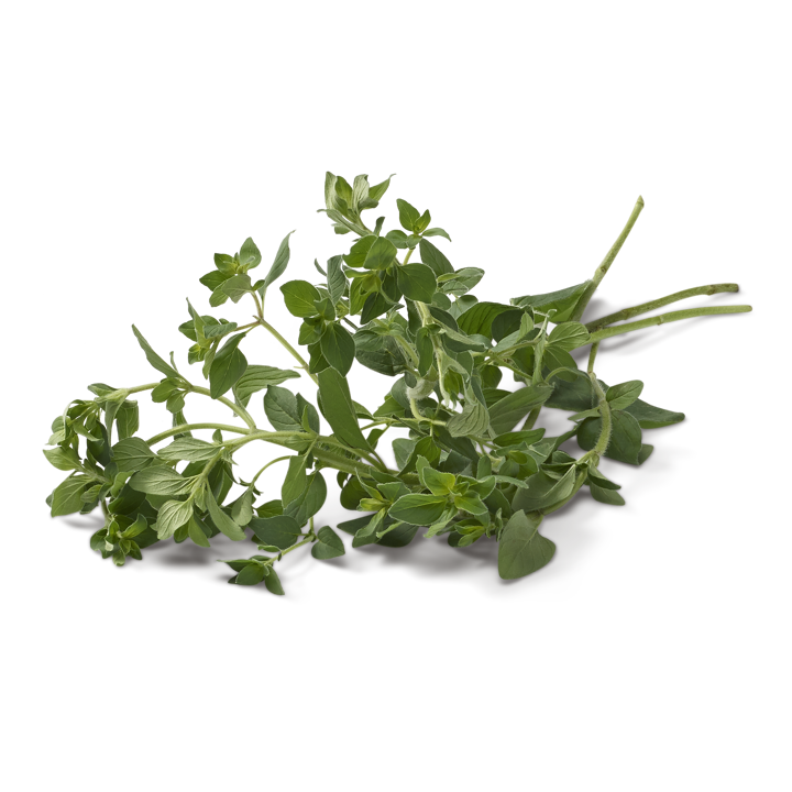 Origano