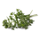 Oregano