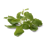 Zitronenmelisse