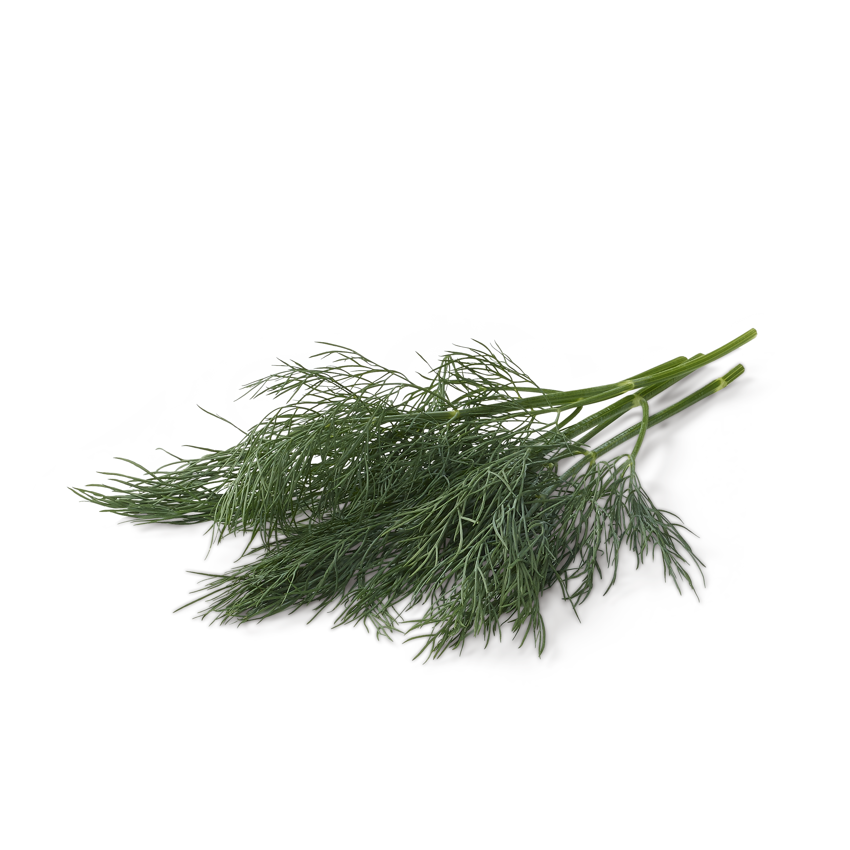 Dill