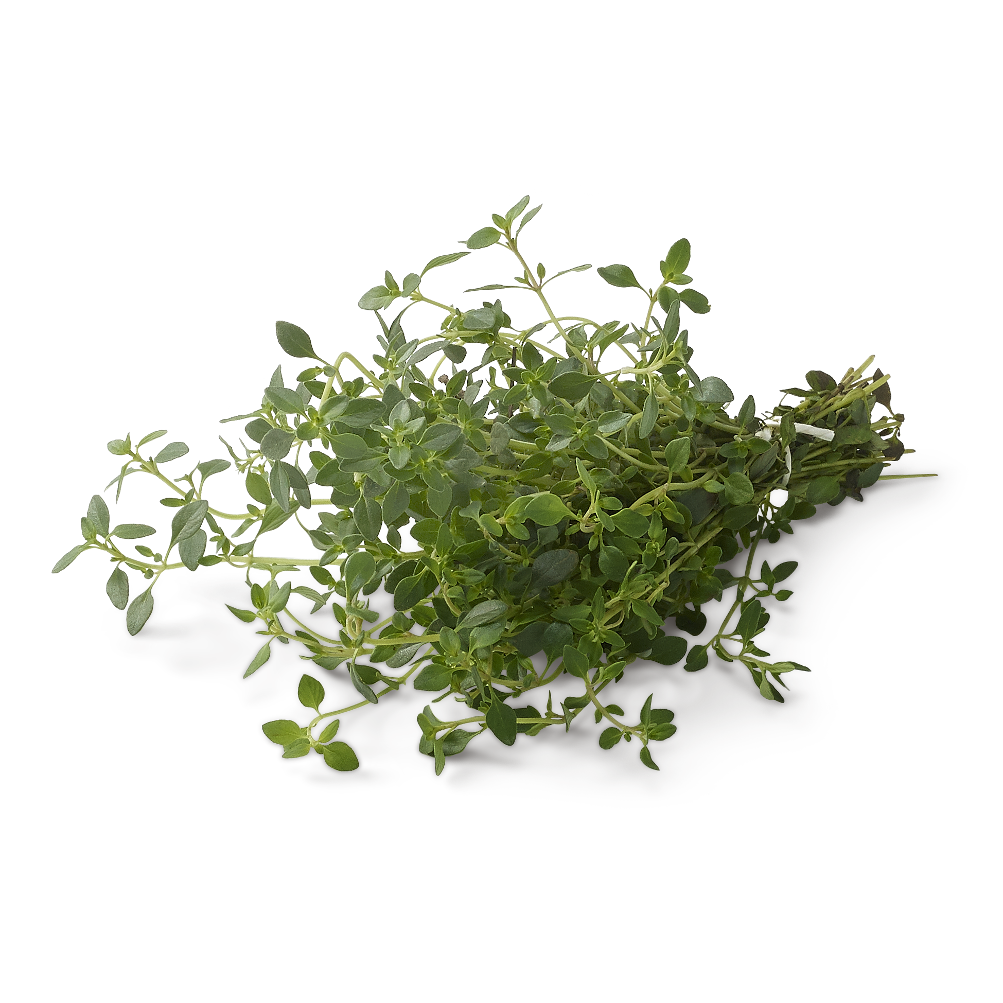 Zitronenthymian