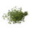 Zitronenthymian